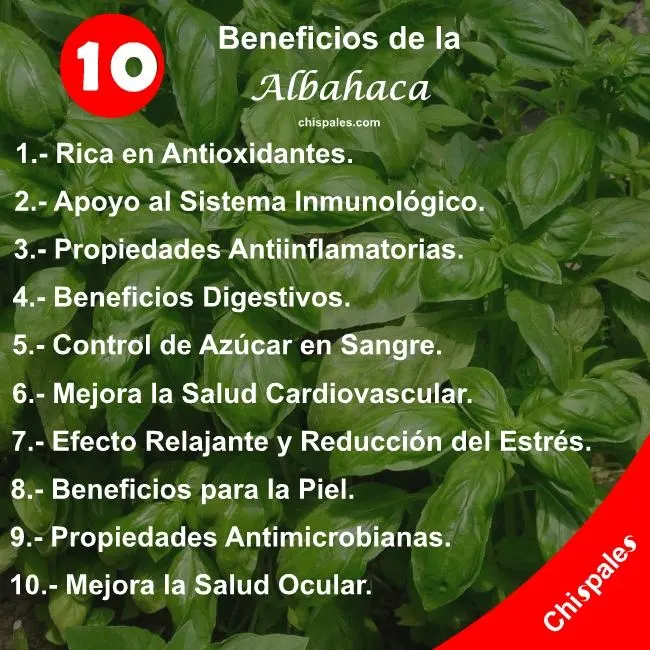 Beneficios De La Albahaca Chispales