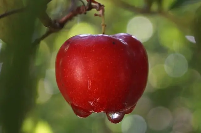 Acerola