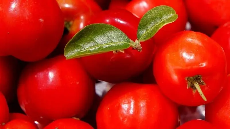 Acerola