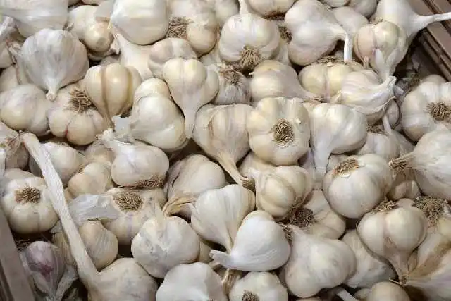 Ajo