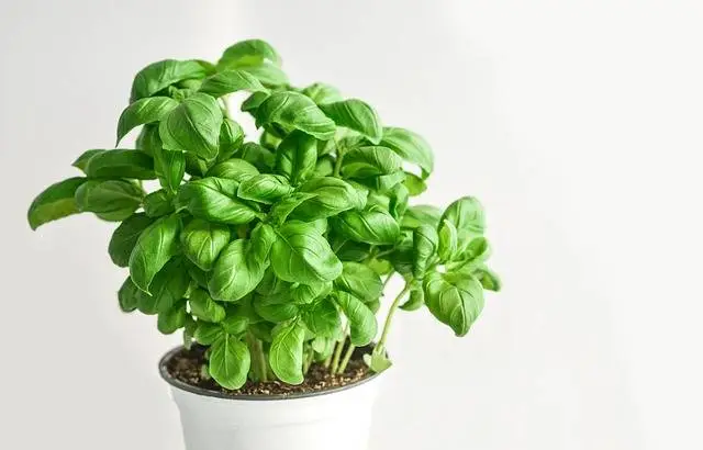 Albahaca