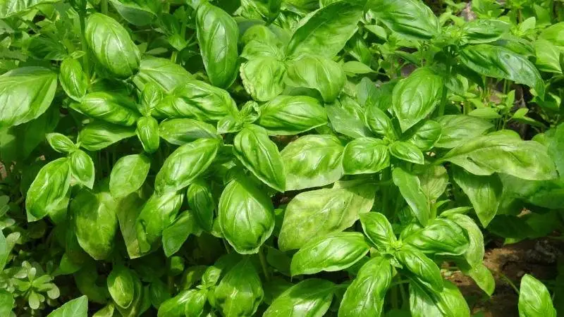 Albahaca