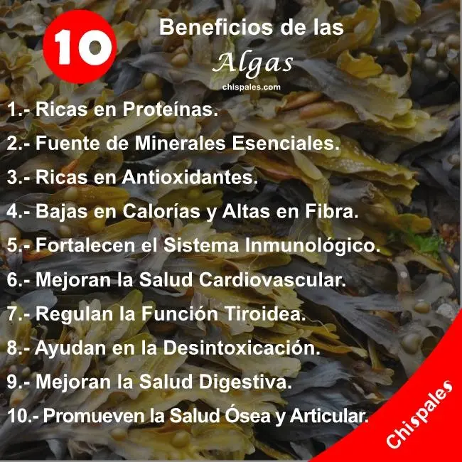 10 Beneficios de las Algas