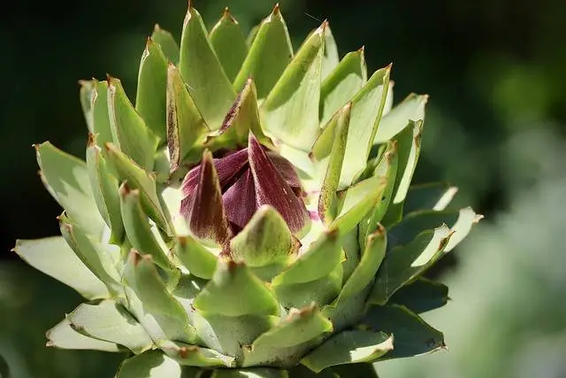 Alcachofa