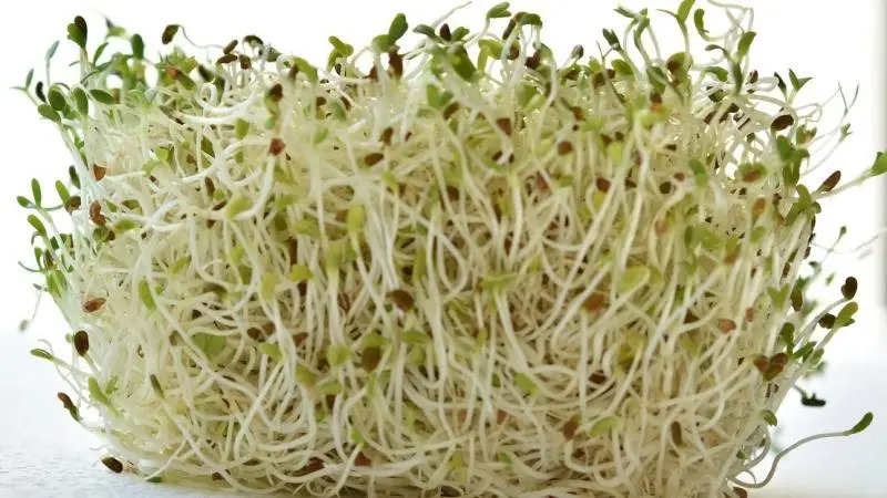 Alfalfa