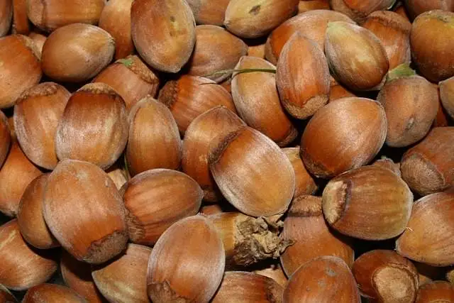 Avellanas