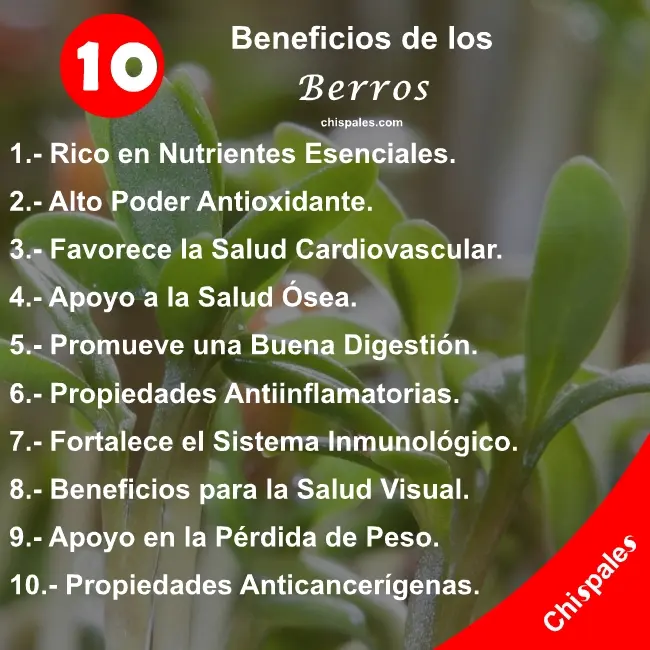 10 Beneficios de los Berros