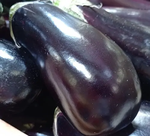 Berenjena