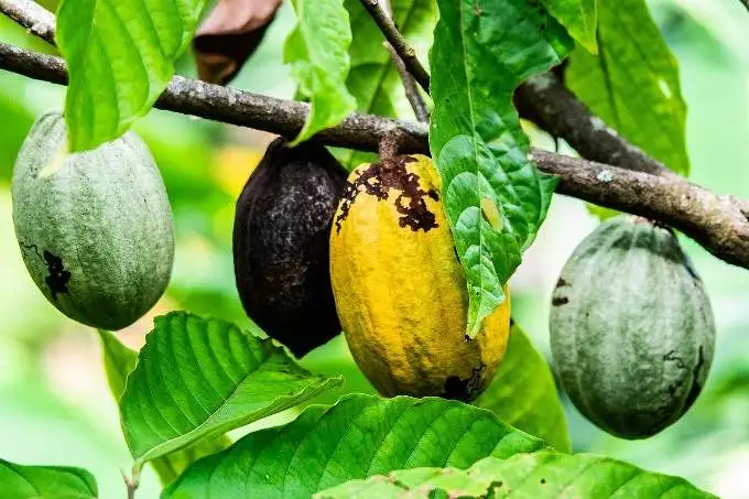 Cacao