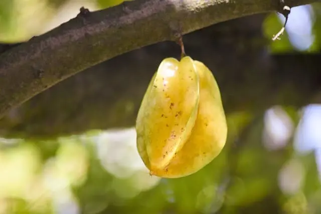 Carambola