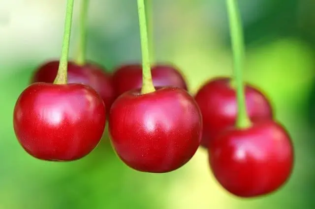 Cerezas