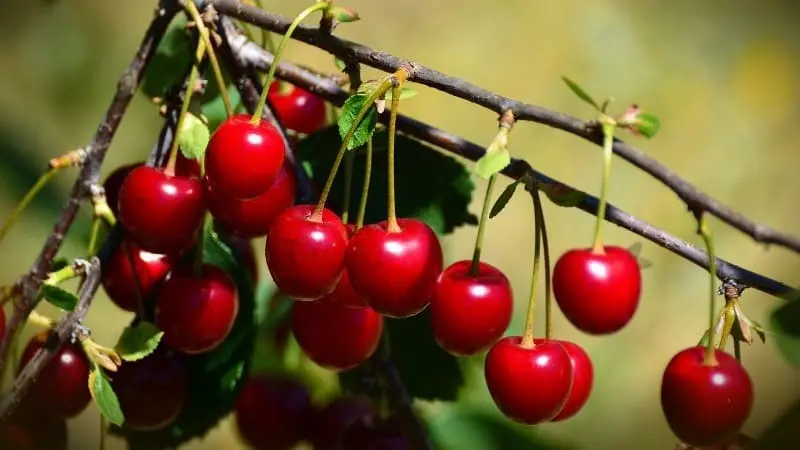 Cerezas