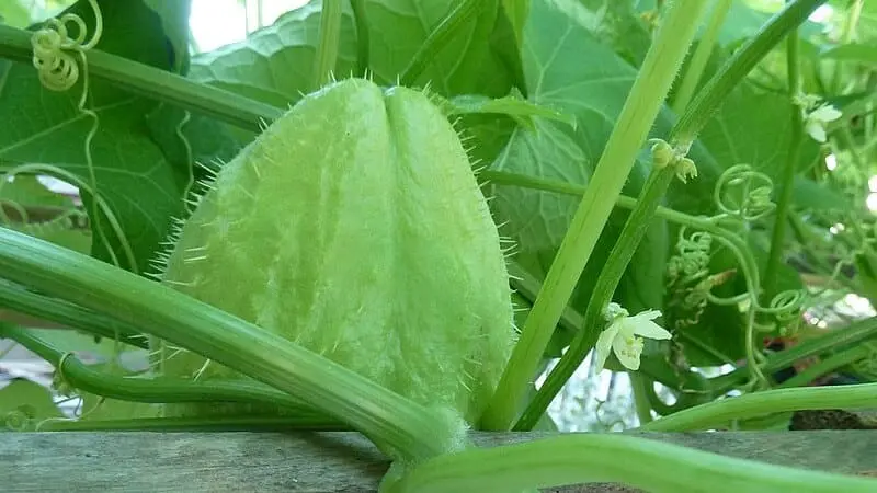 Chayote