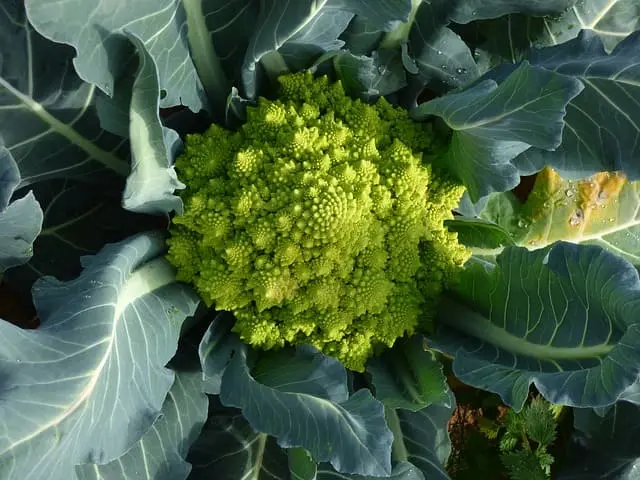 Col Romanesco