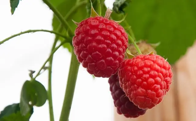 Frambuesas
