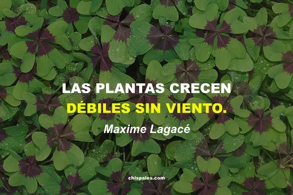 Frases de Adversidad