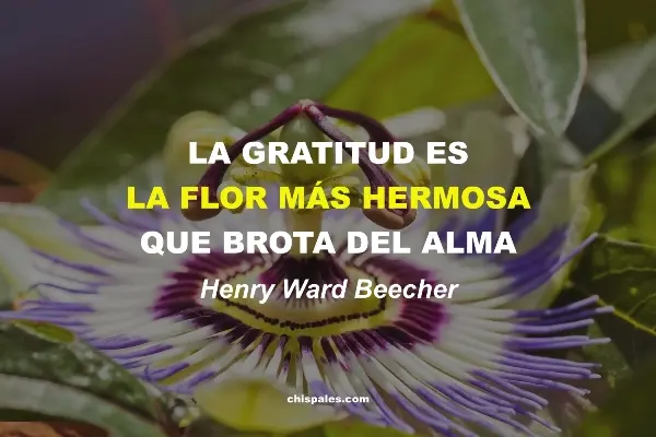 Frases de Gratitud