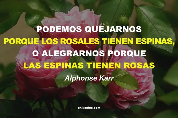 Frases de Gratitud