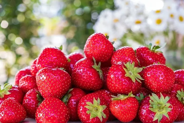 Fresas