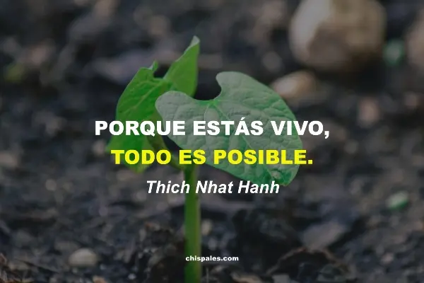 Frases Hermosas