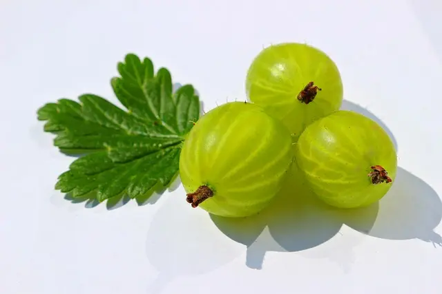 Grosella
