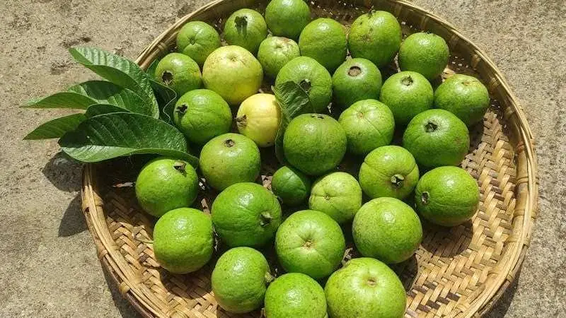 Guayaba
