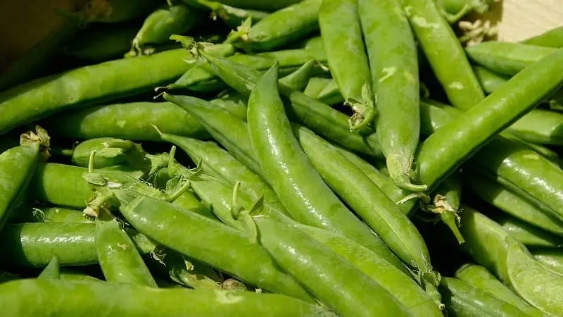 Guisantes