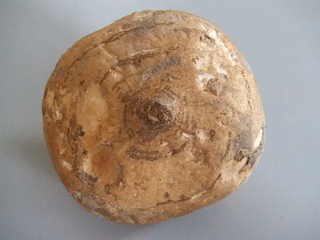 Jícama