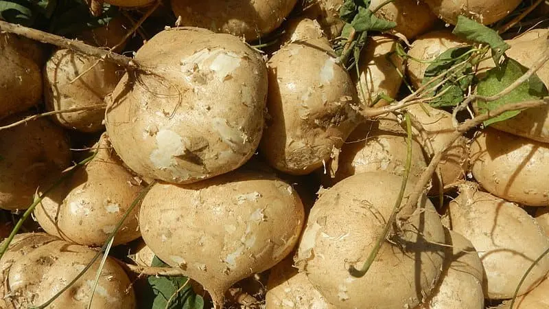Jícama