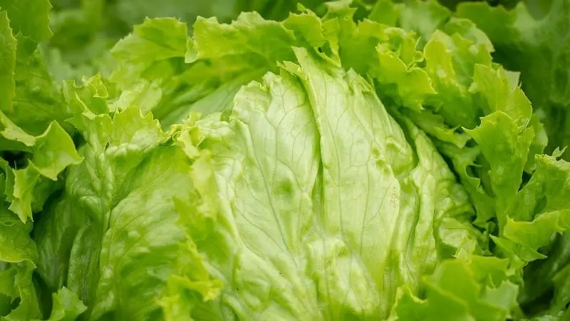 Lechuga