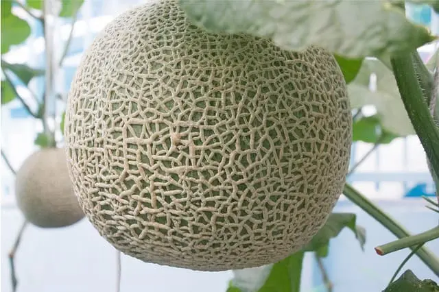 Melón
