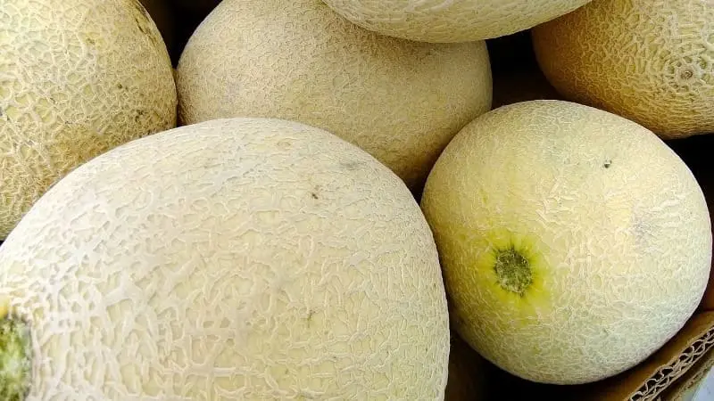 Melón