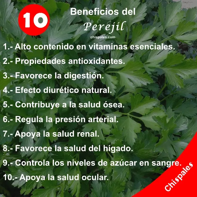 10 Beneficios del Perejil