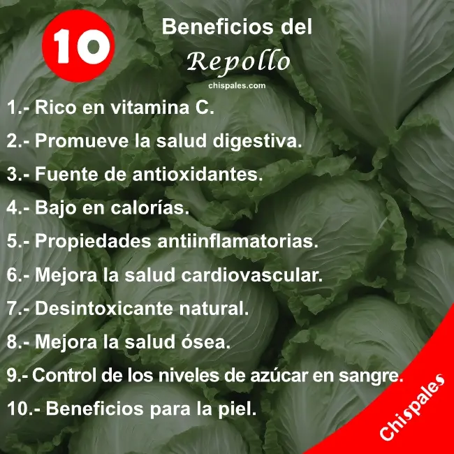 10 Beneficios del Repollo