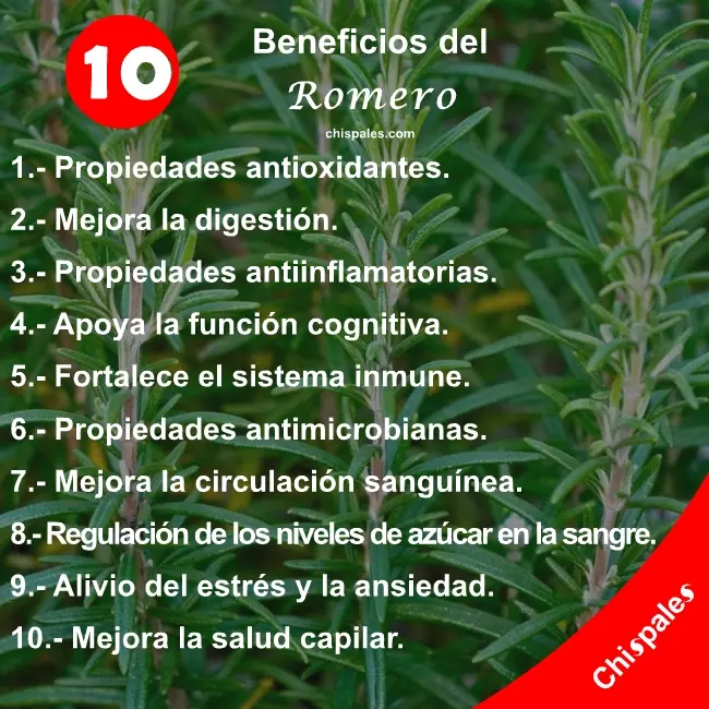 10 Beneficios del Romero