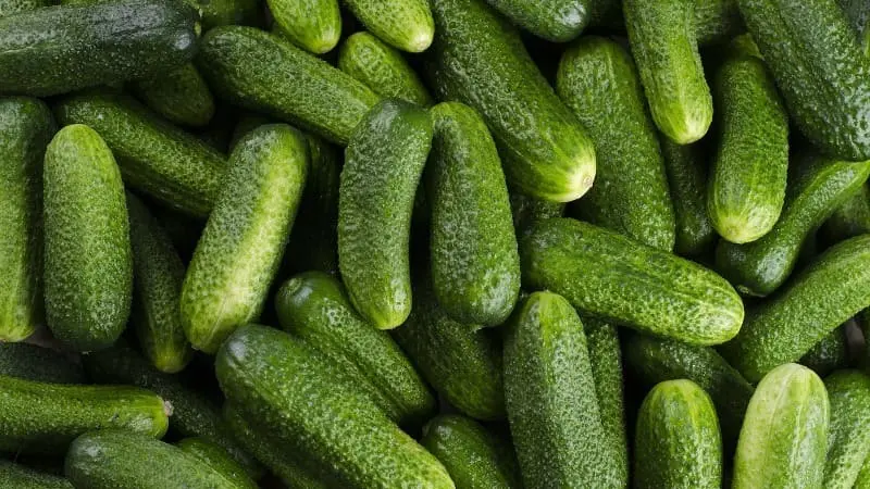 Pepino