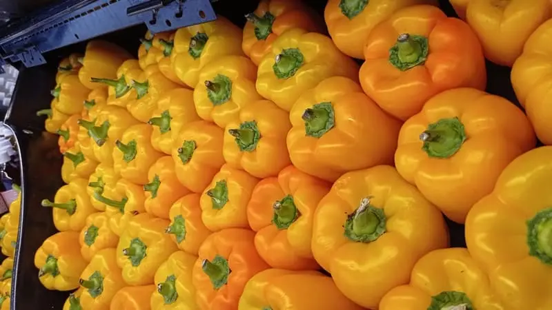 Pimiento