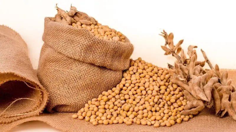 Soya