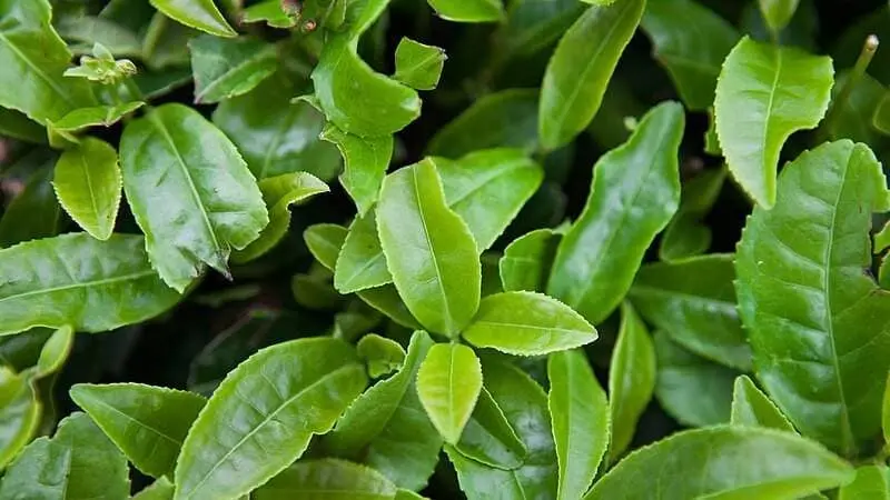 Té Verde