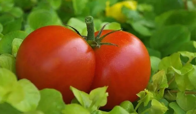 Tomates