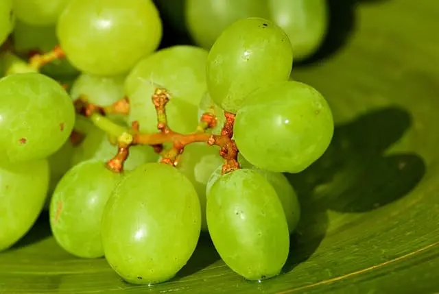 Uvas