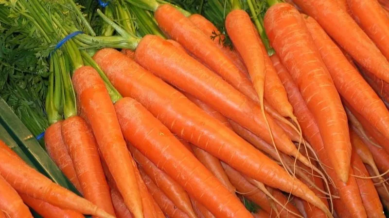 Zanahoria